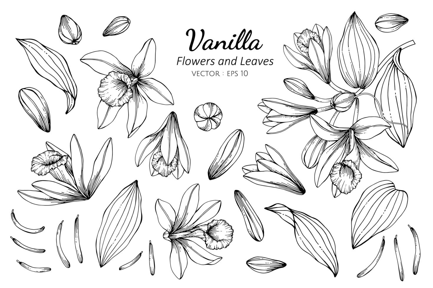 Collection of Vanilla flowers and leaves vector