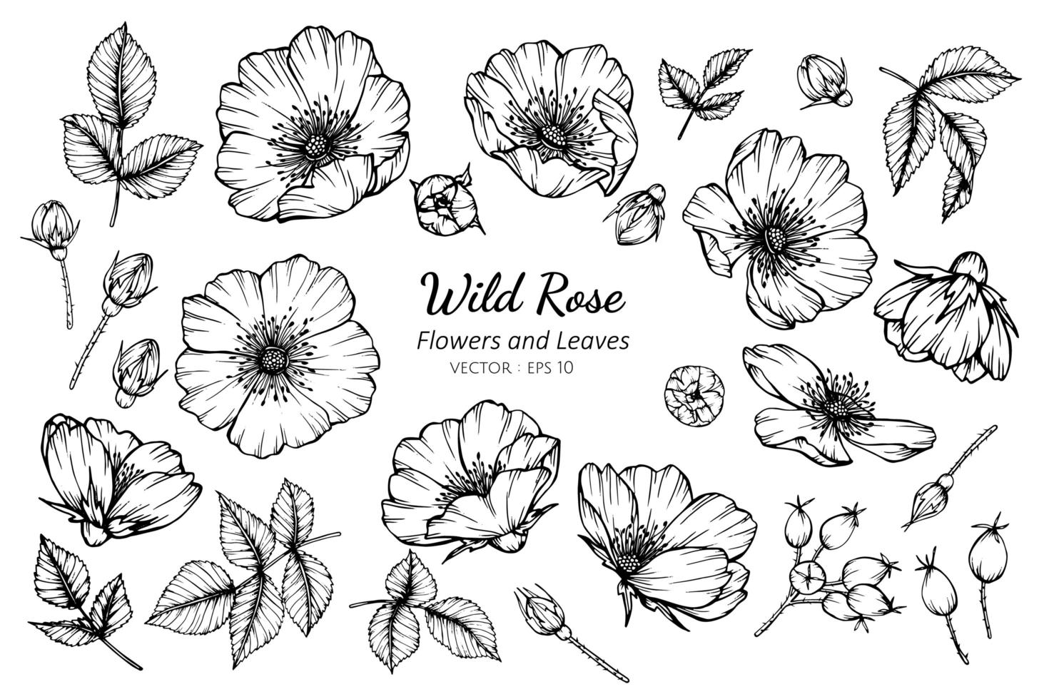 Collection of Wild Roses and leaves vector