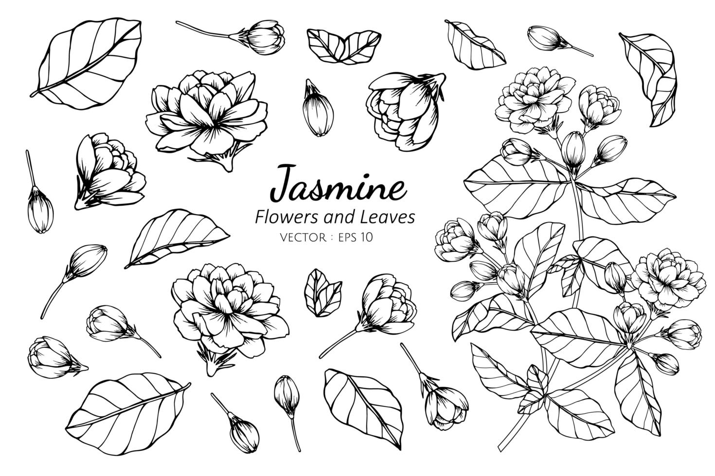 Collection of Jasmine flowers and leaves vector