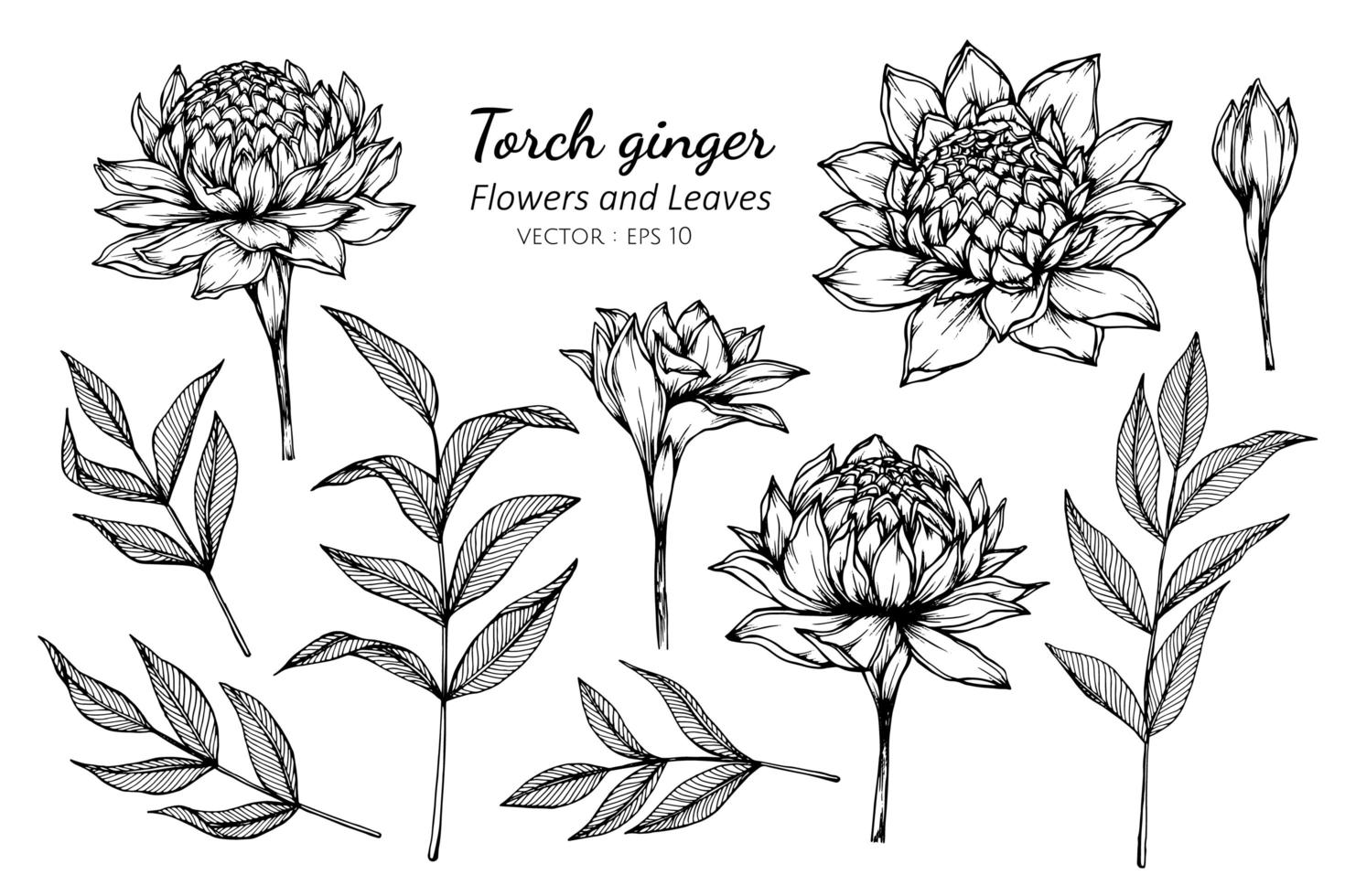 Collection of Torch Ginger flowers and leaves vector