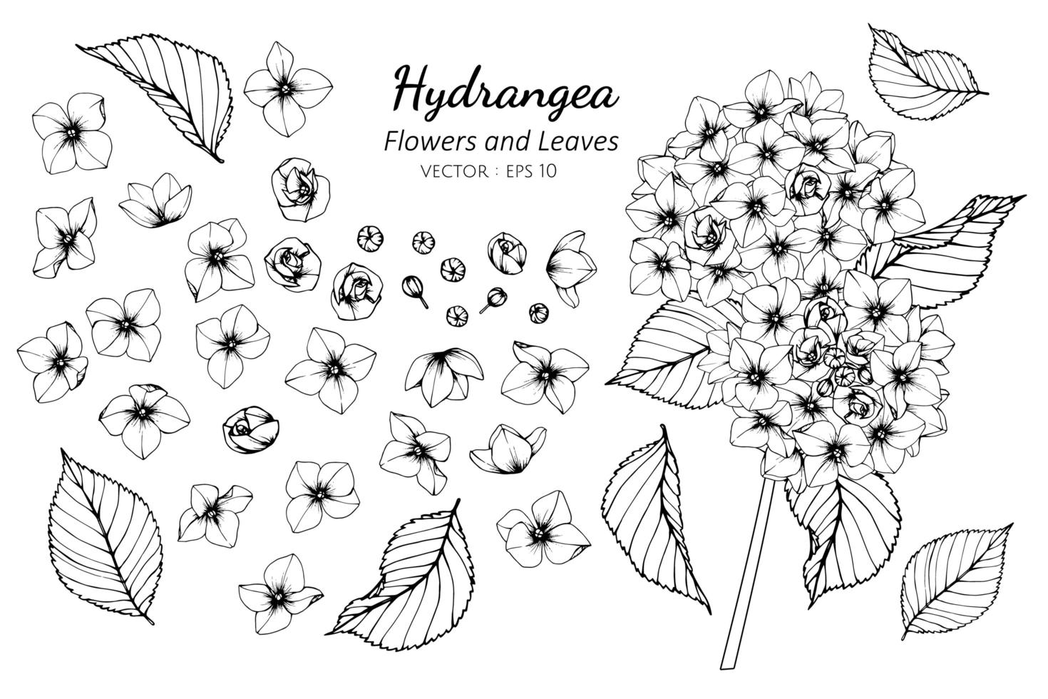 Collection of Hydrangea flowers and leaves vector