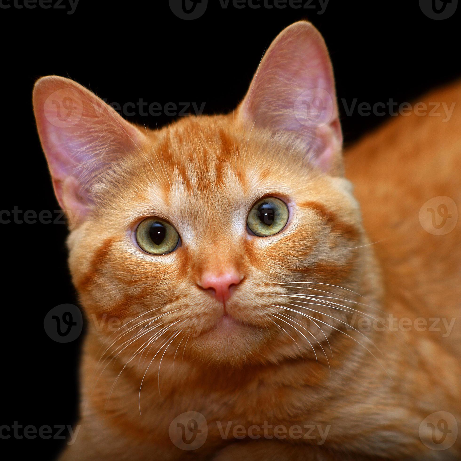 Gato anaranjado foto