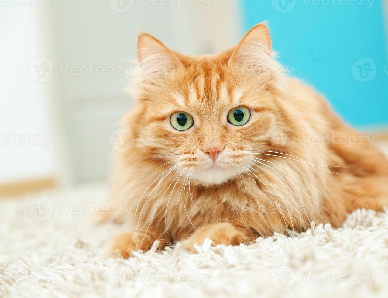 gracioso gato jengibre esponjoso acostado foto