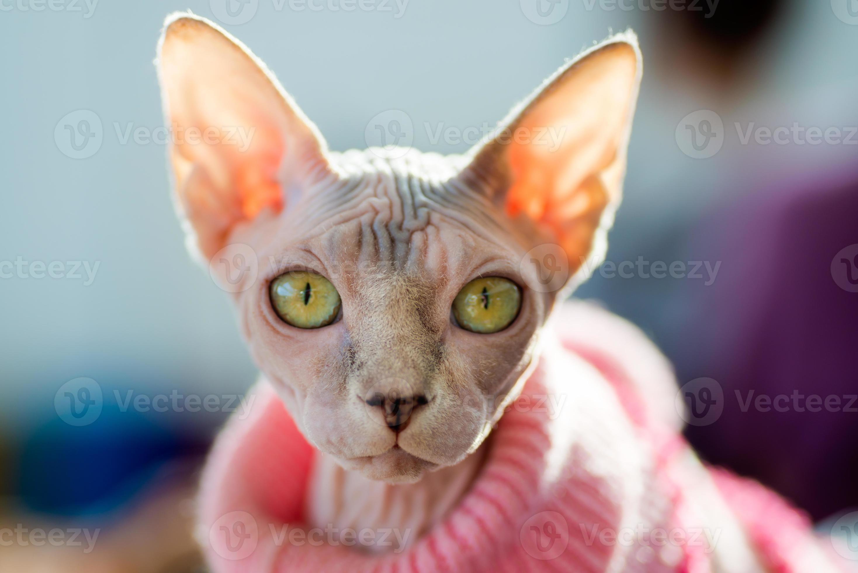 Sphynx Cat 702867 Stock Photo At Vecteezy