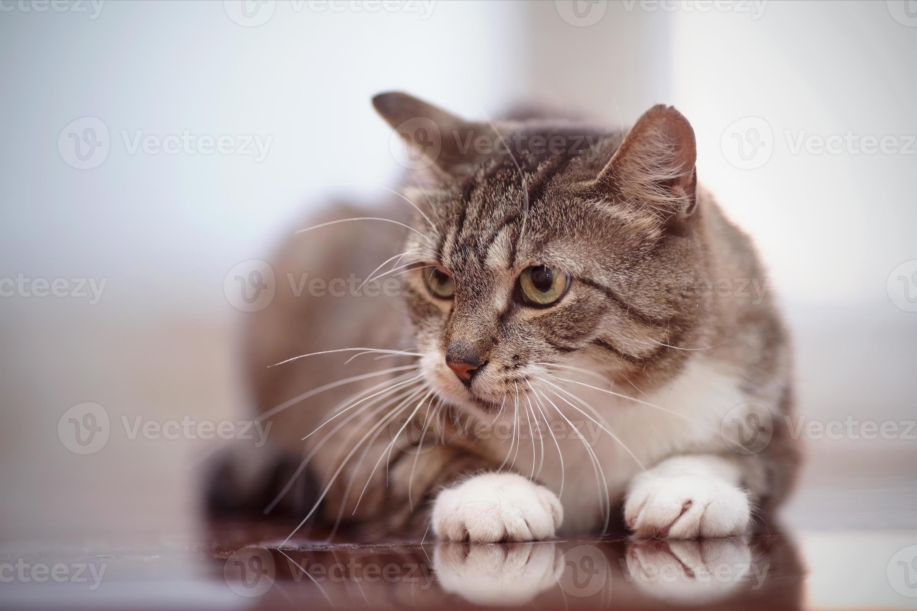 angry cat with green eyes Stock Photo