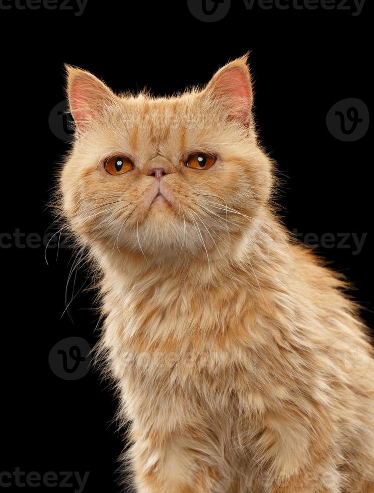 Closeup retrato de gato exótico jengibre de pelo corto en negro foto