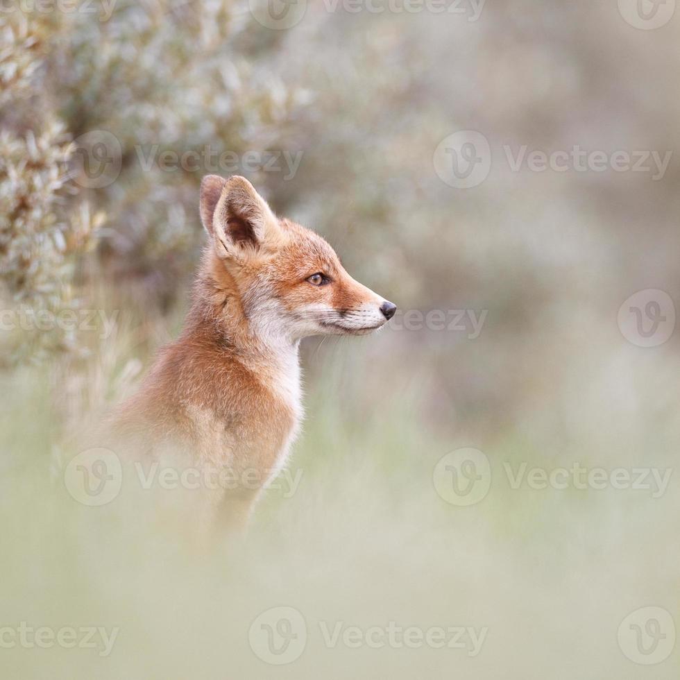 red fox cub photo