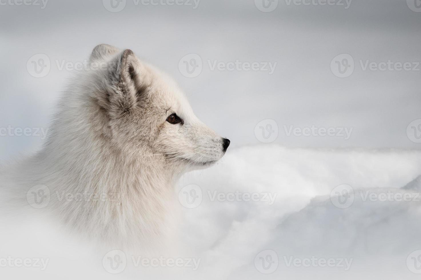 zorro ártico foto