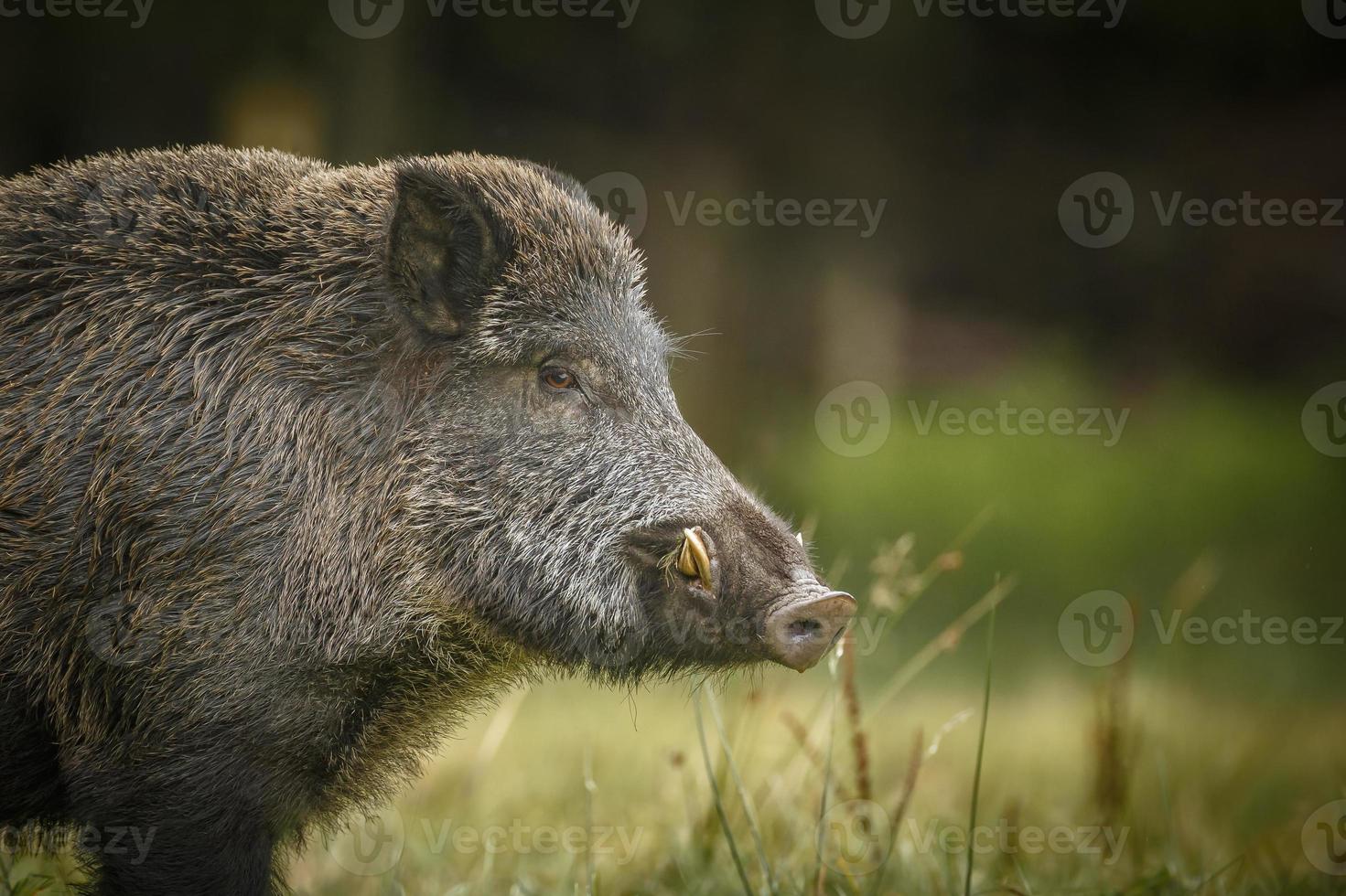 Wild boar curiously watching photo