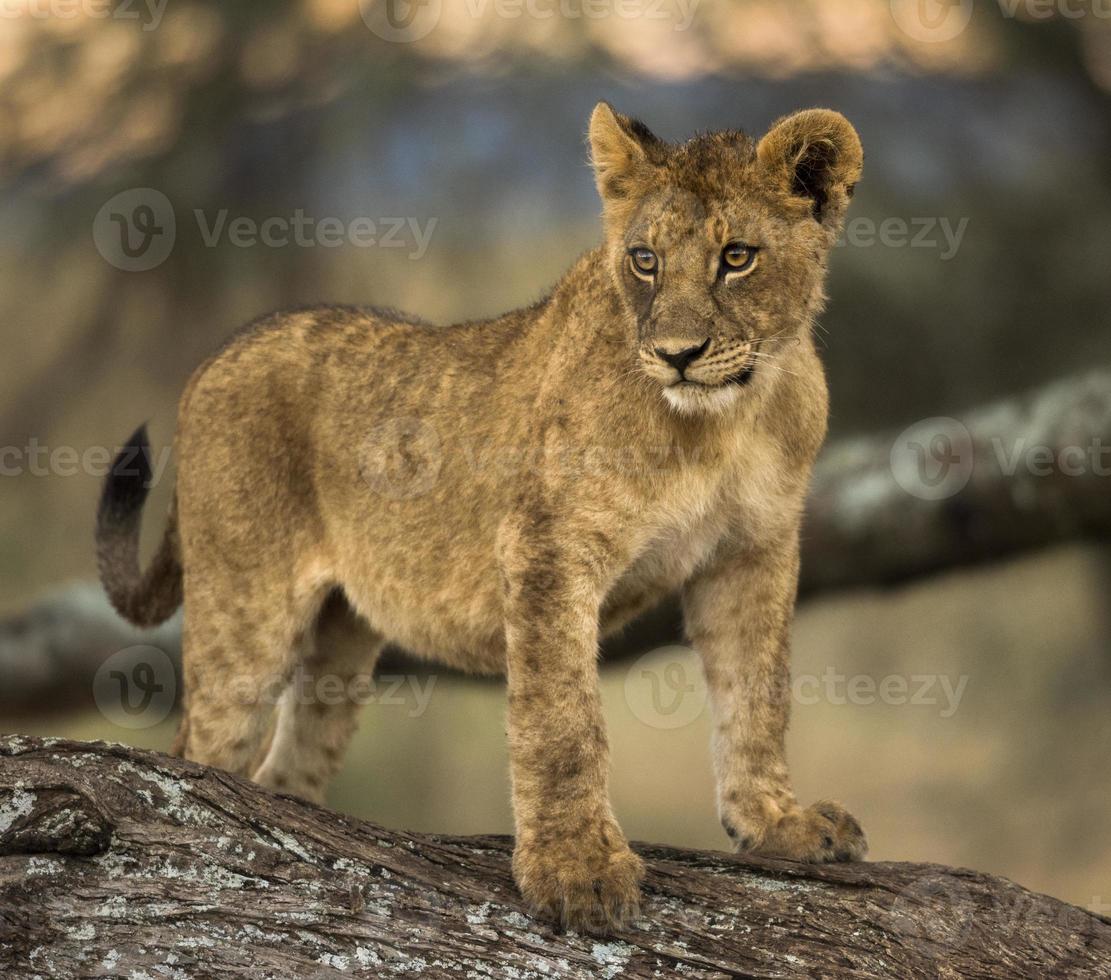 joven león de pie una rama foto