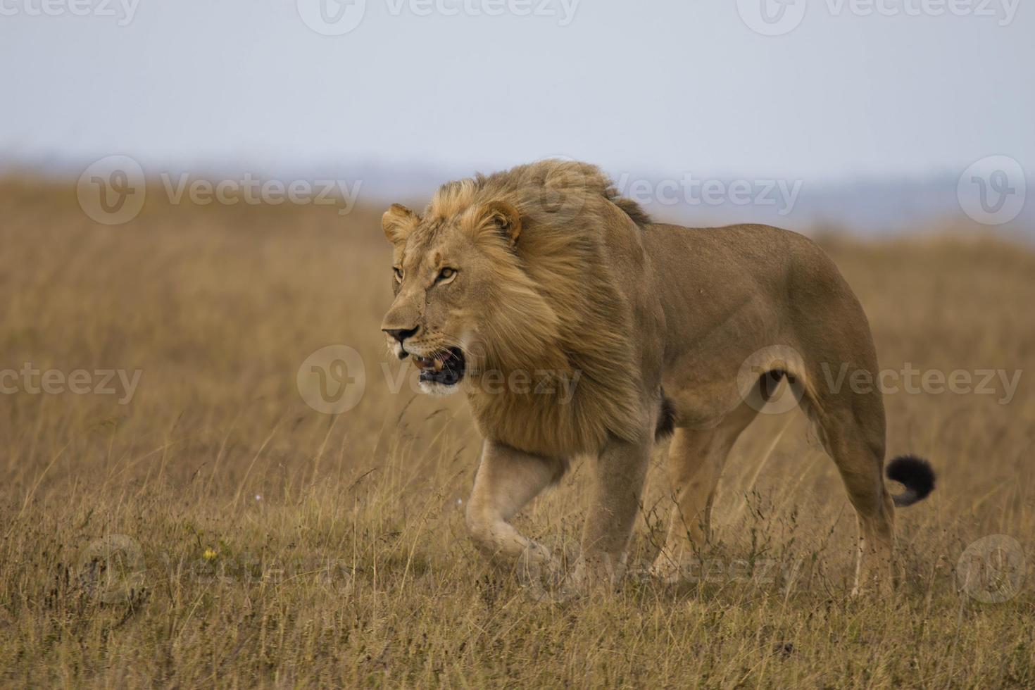Lion stalking photo