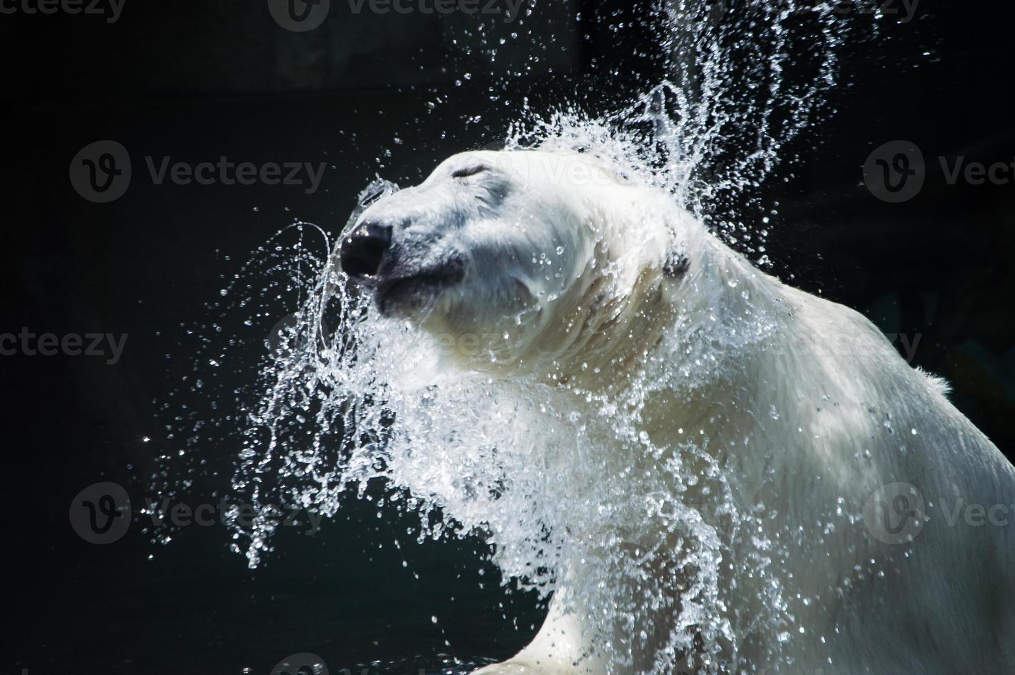 temblor de oso polar foto