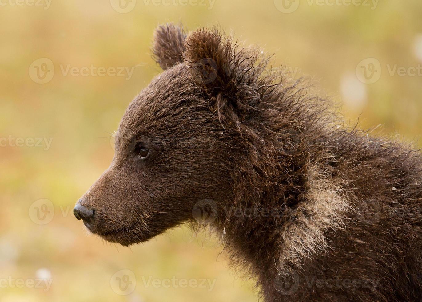 cachorro de oso pardo euroasiático (ursos arctos) foto