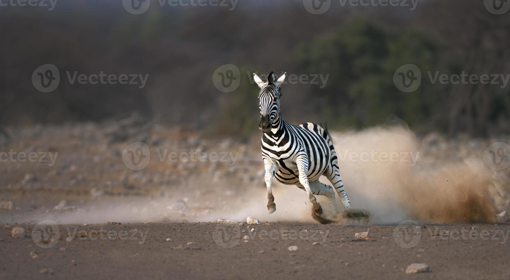 Running Zebra photo