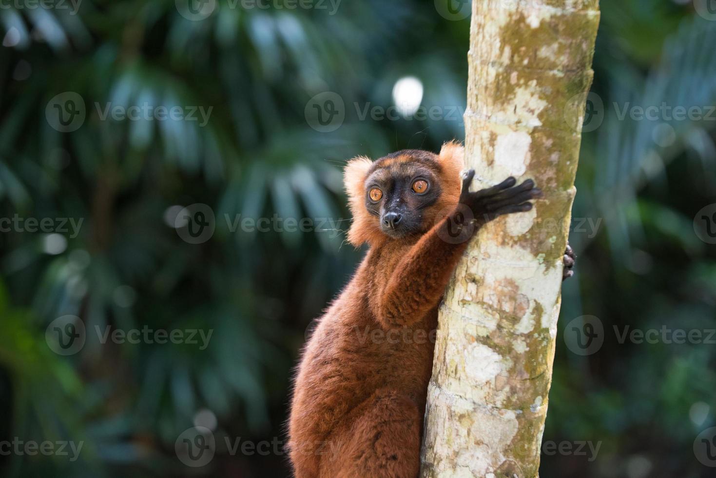 Lemur of Madagascar photo
