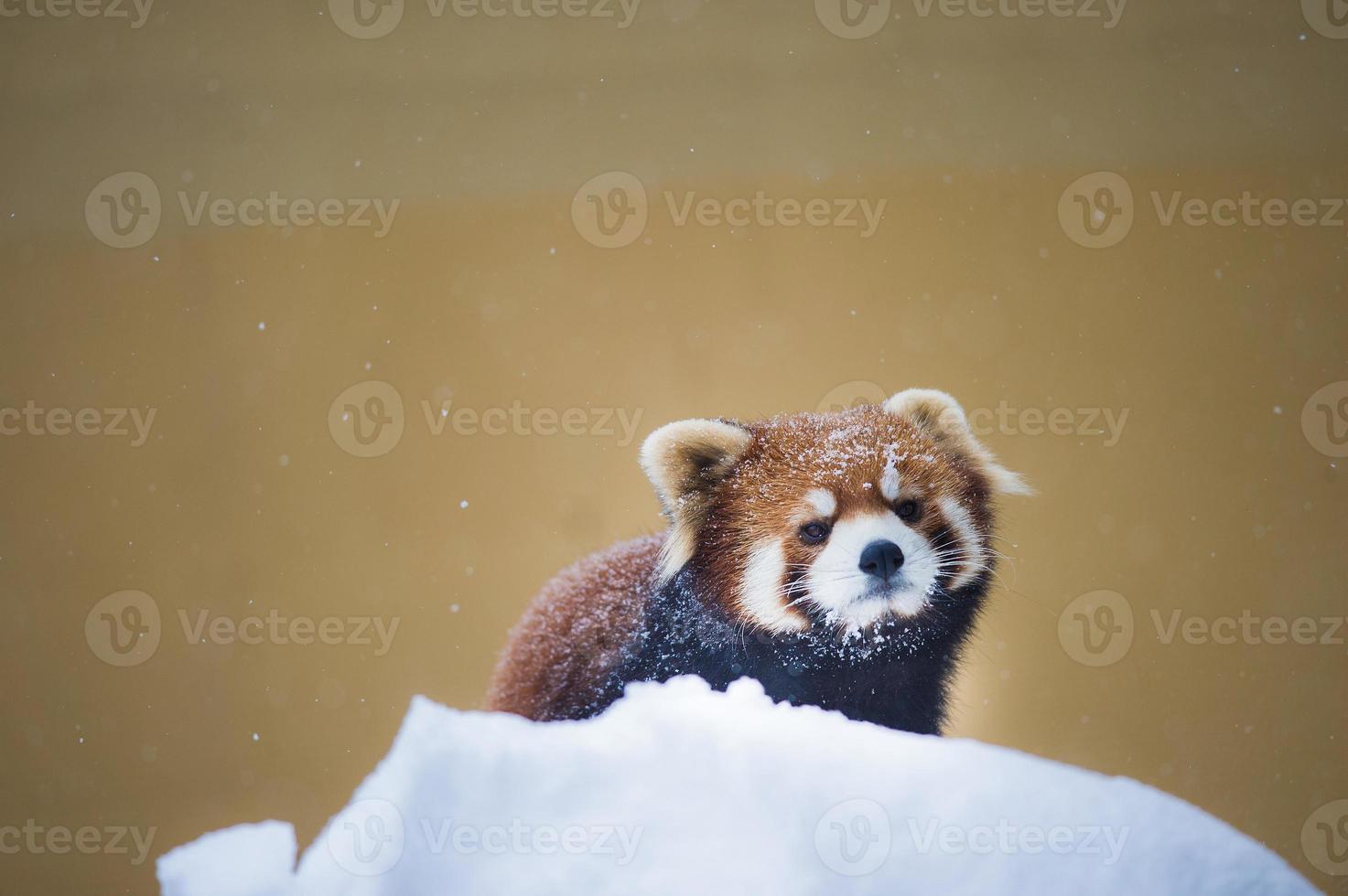 Panda rojo foto
