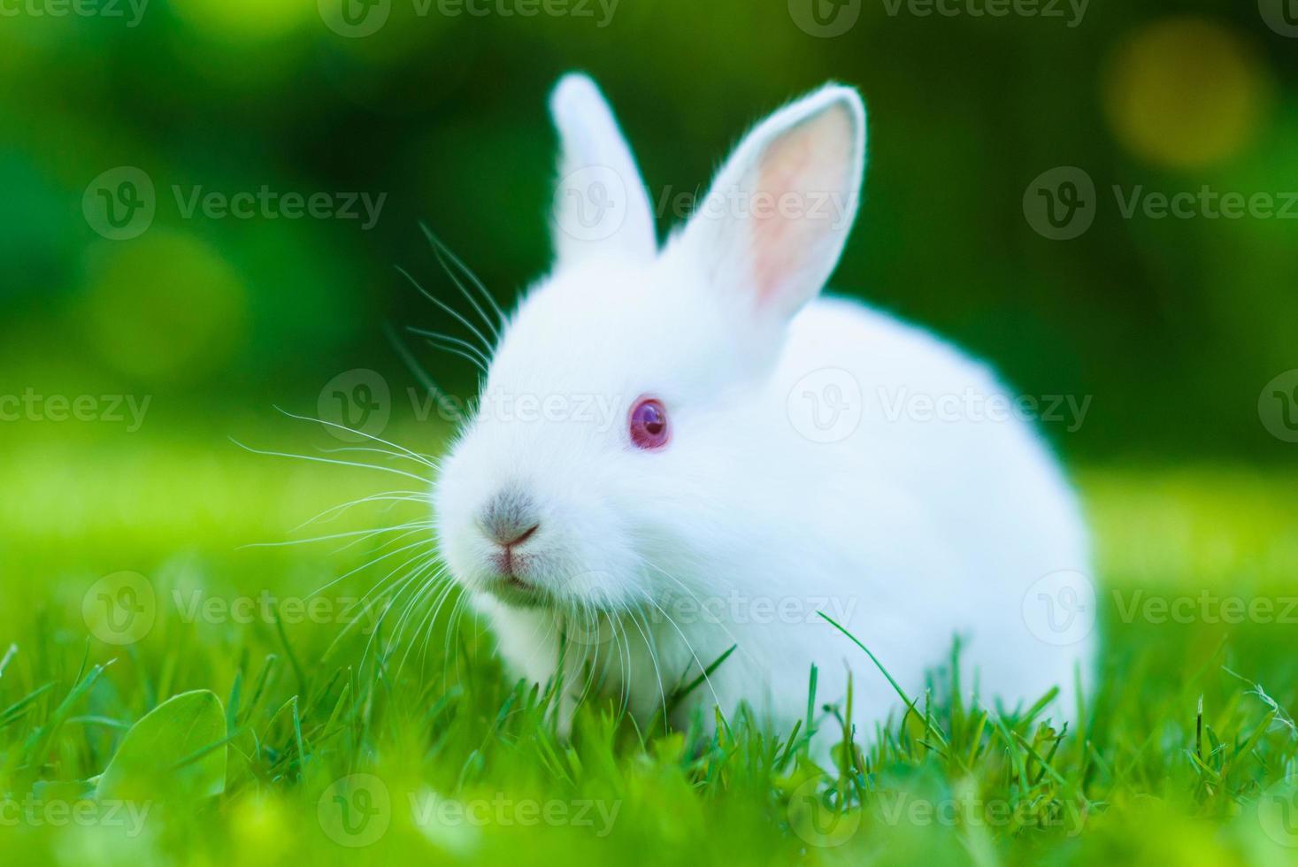 Funny baby white rabbit in grass photo