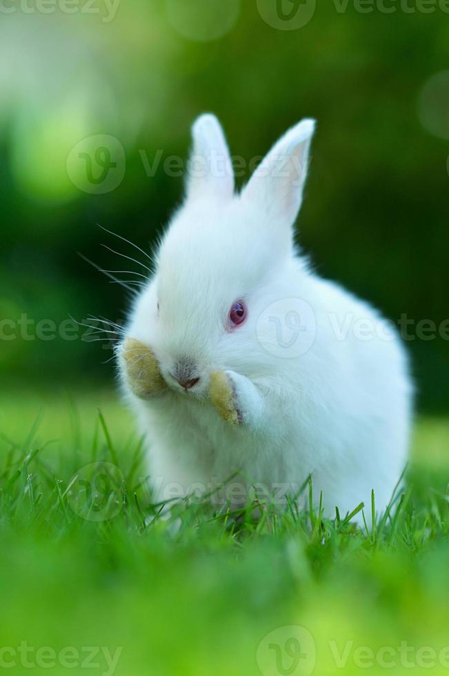 Funny baby white rabbit in grass photo