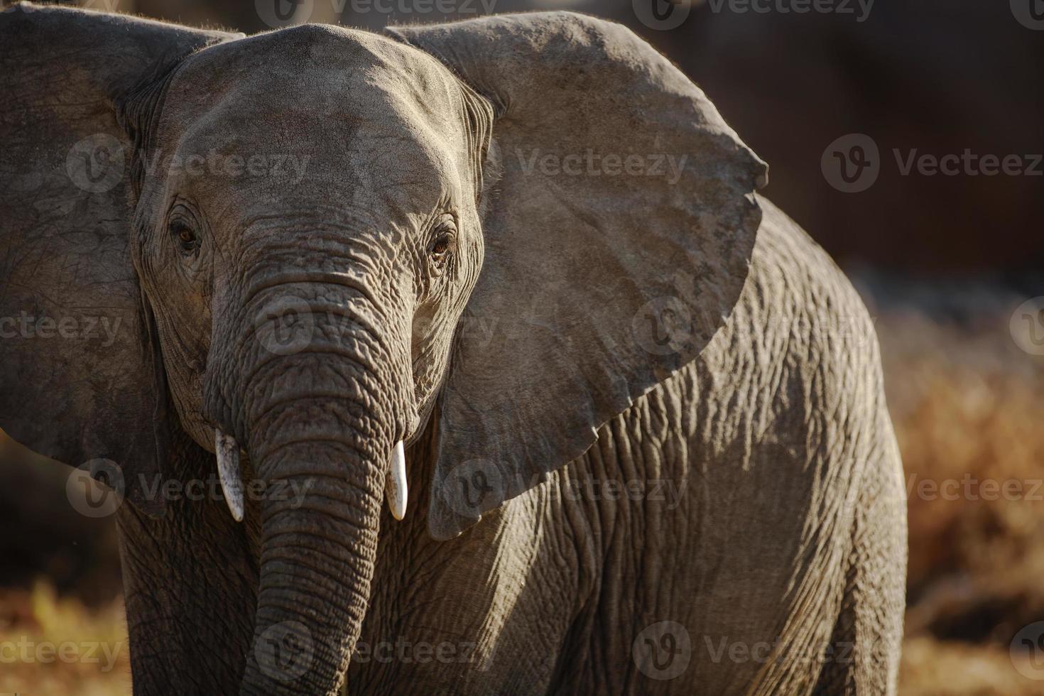elefante foto