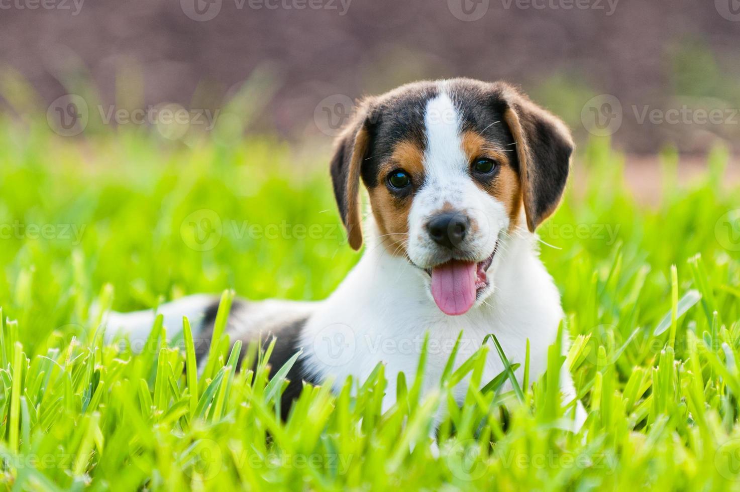 Beagle cachorro sentado en la hierba. foto