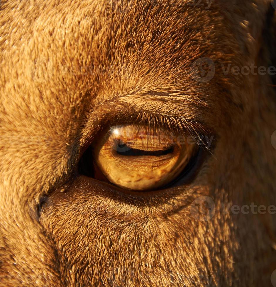 primer plano del ojo de oveja foto