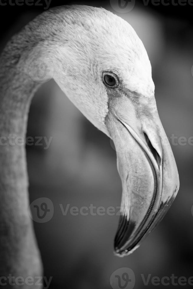 Closeup of a flamingo face - black and white photo