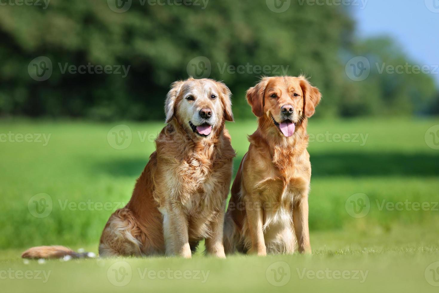 dos perros golden retriever foto