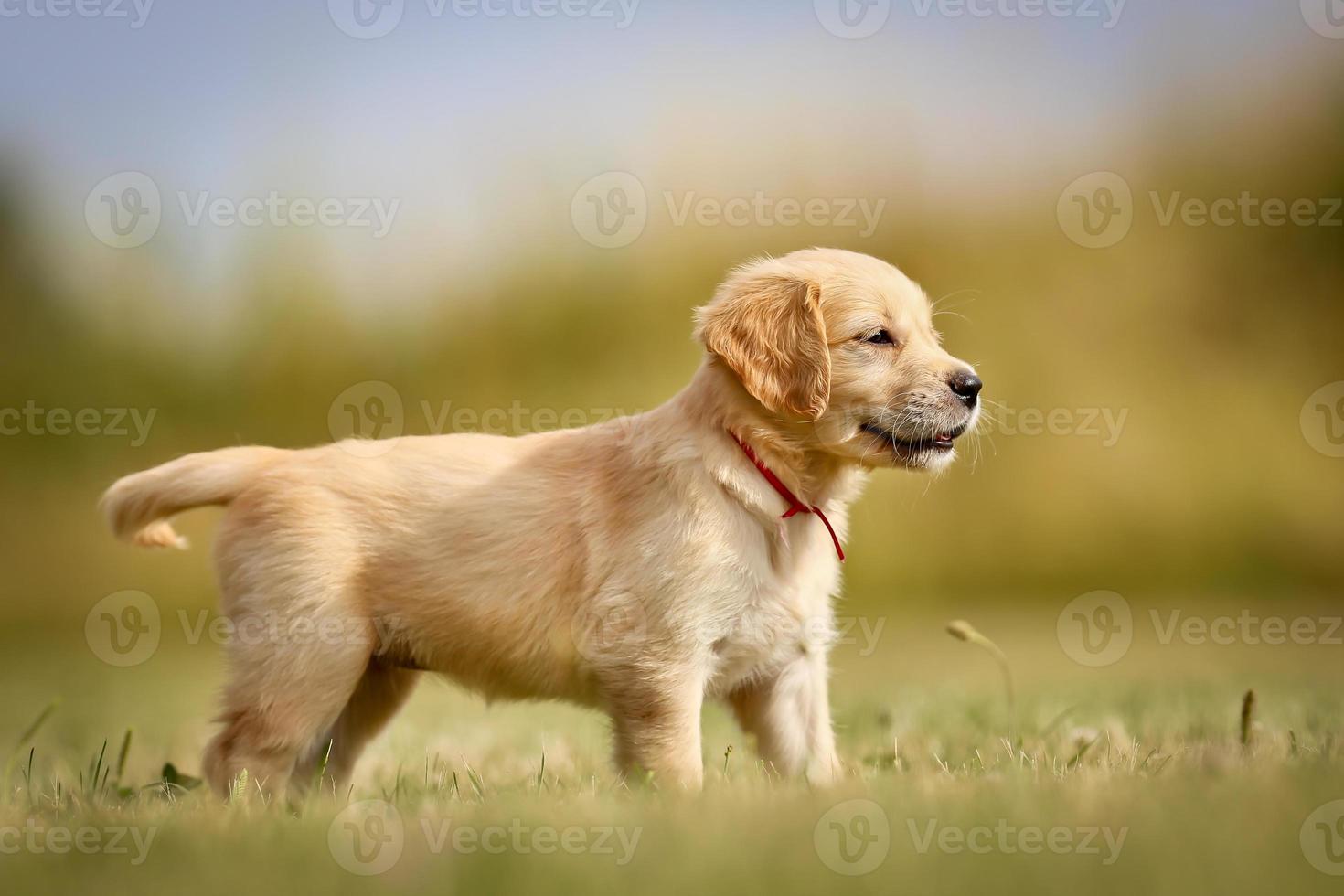 cachorro de golden retriever de pie bajo el sol foto