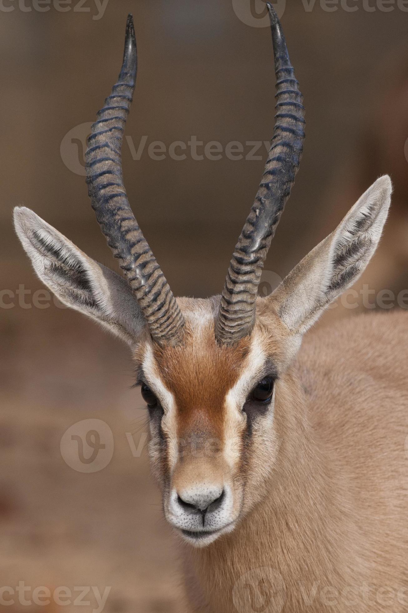 Dorcas Gazelle Portrait Stock Photo At Vecteezy