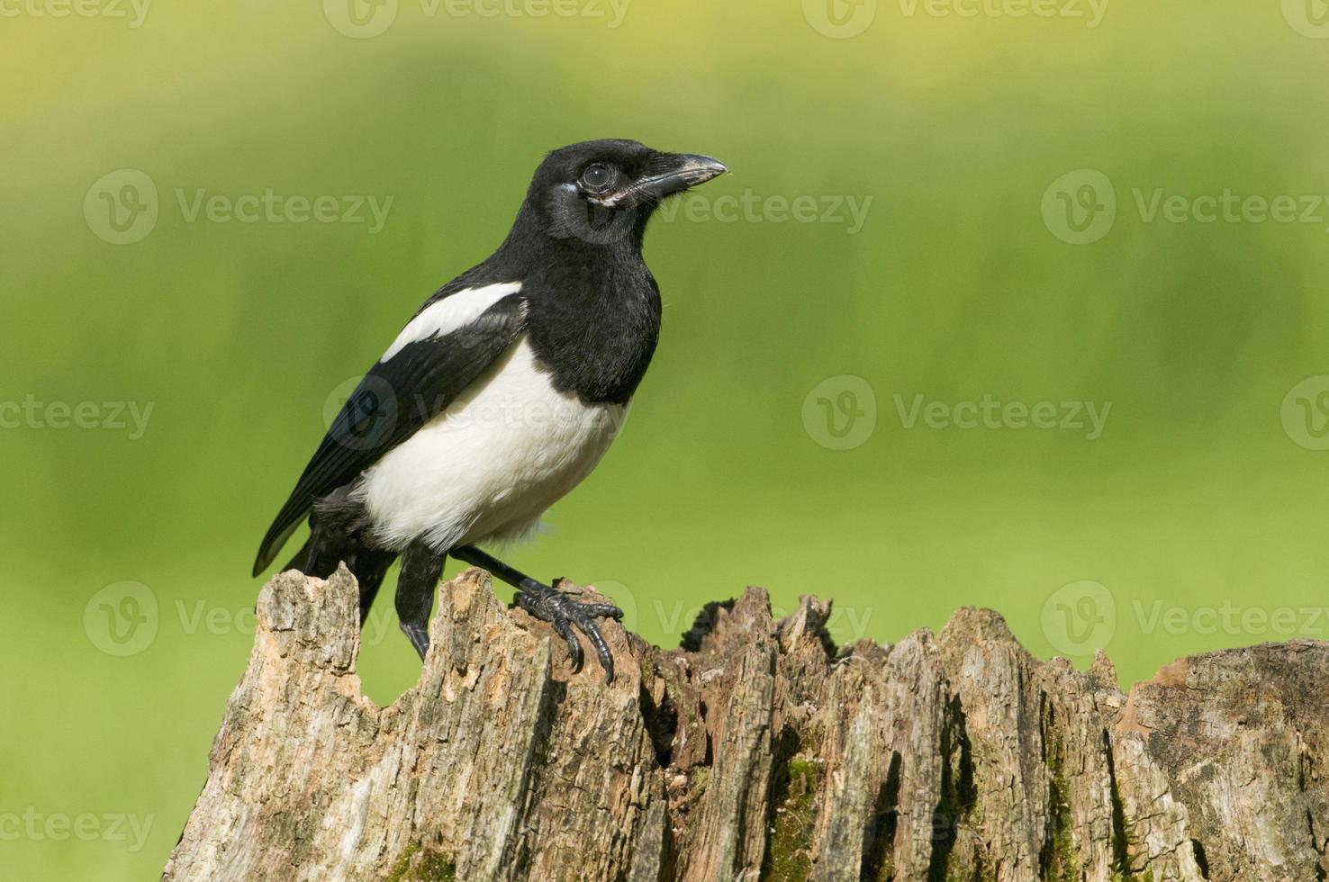 European Magpies (pica pica) perched on tree stump photo
