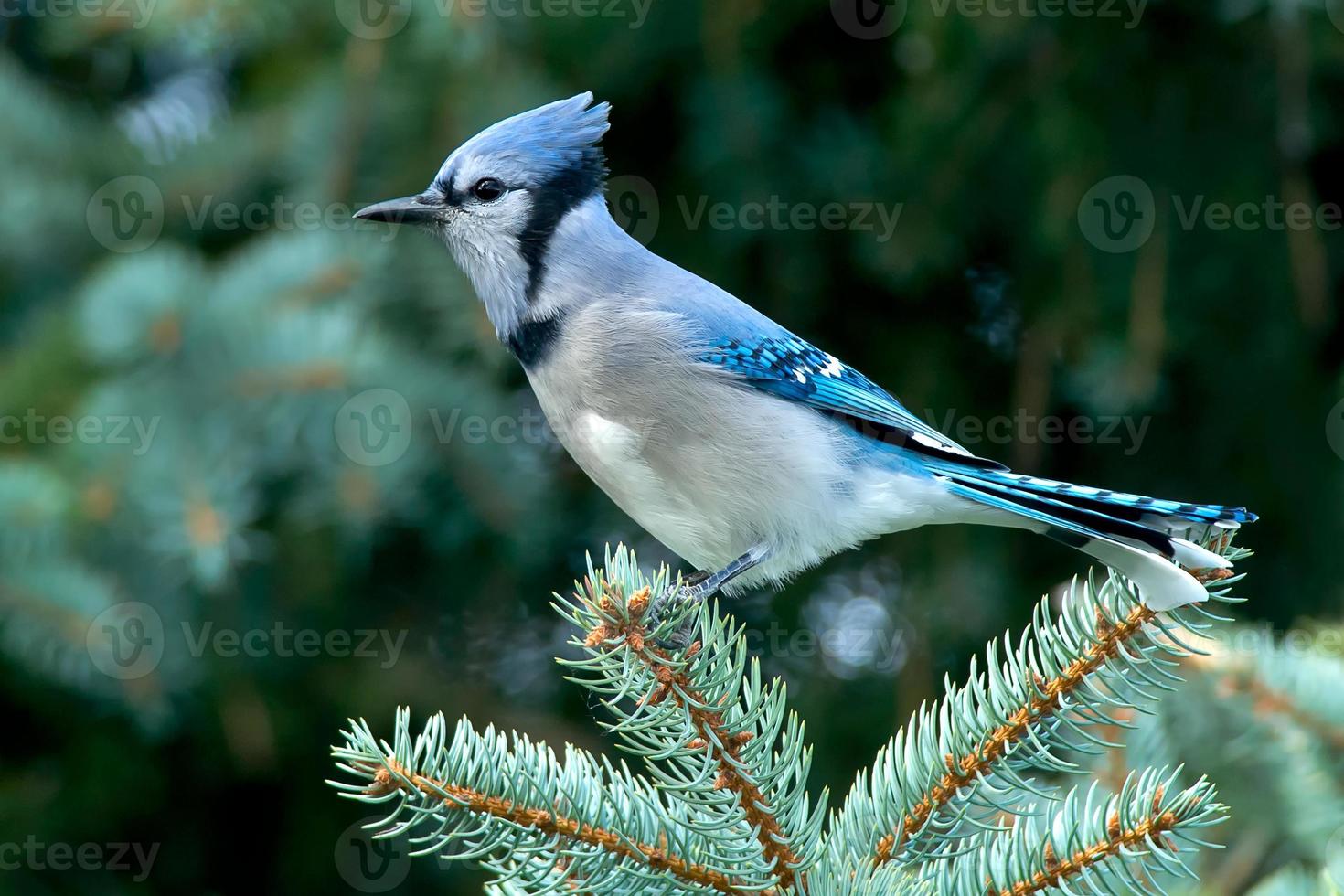 Blue Jay 703200 Stock Photo at Vecteezy