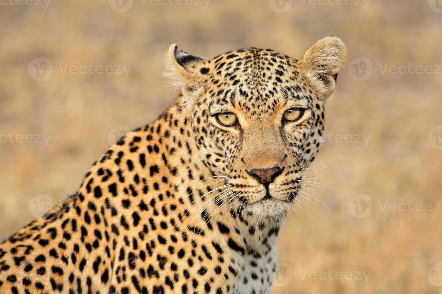 Leopard portrait photo