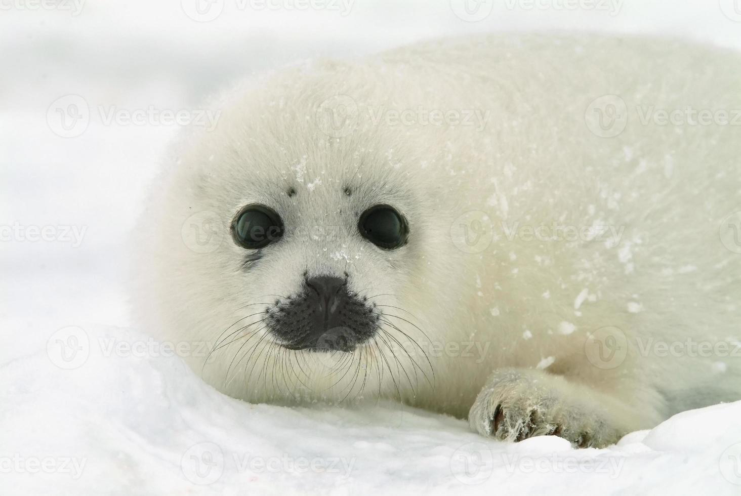 cría de foca arpa bebé en hielo en el norte del Atlántico foto