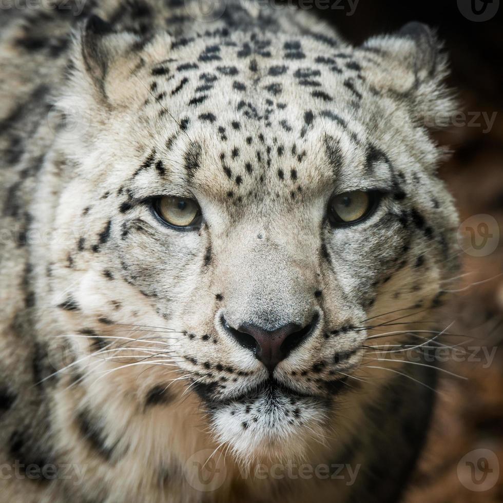 leopardo de las nieves viii foto