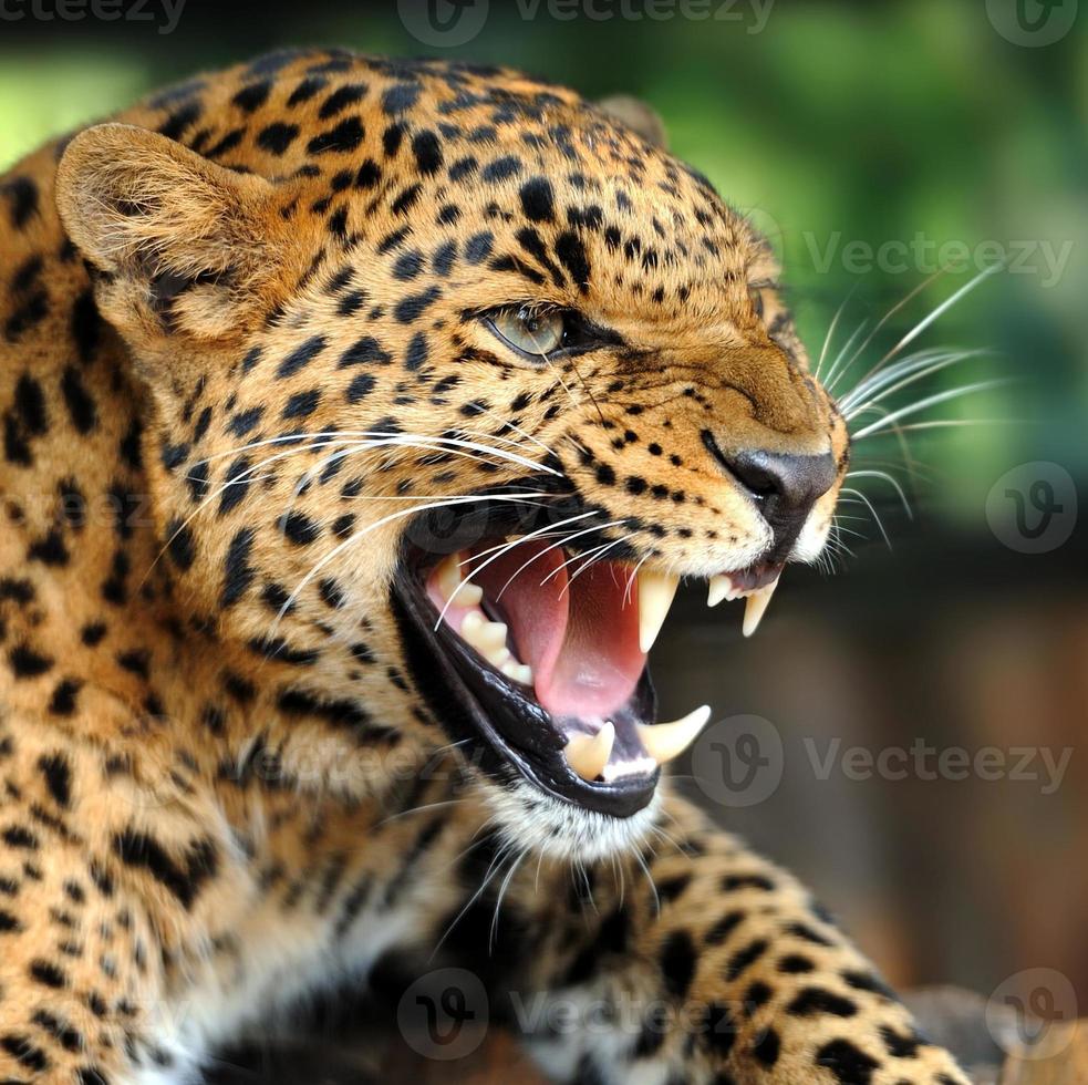 retrato de leopardo foto