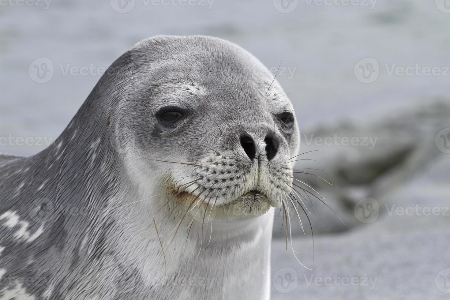 retrato de una foca de Weddell 1 foto