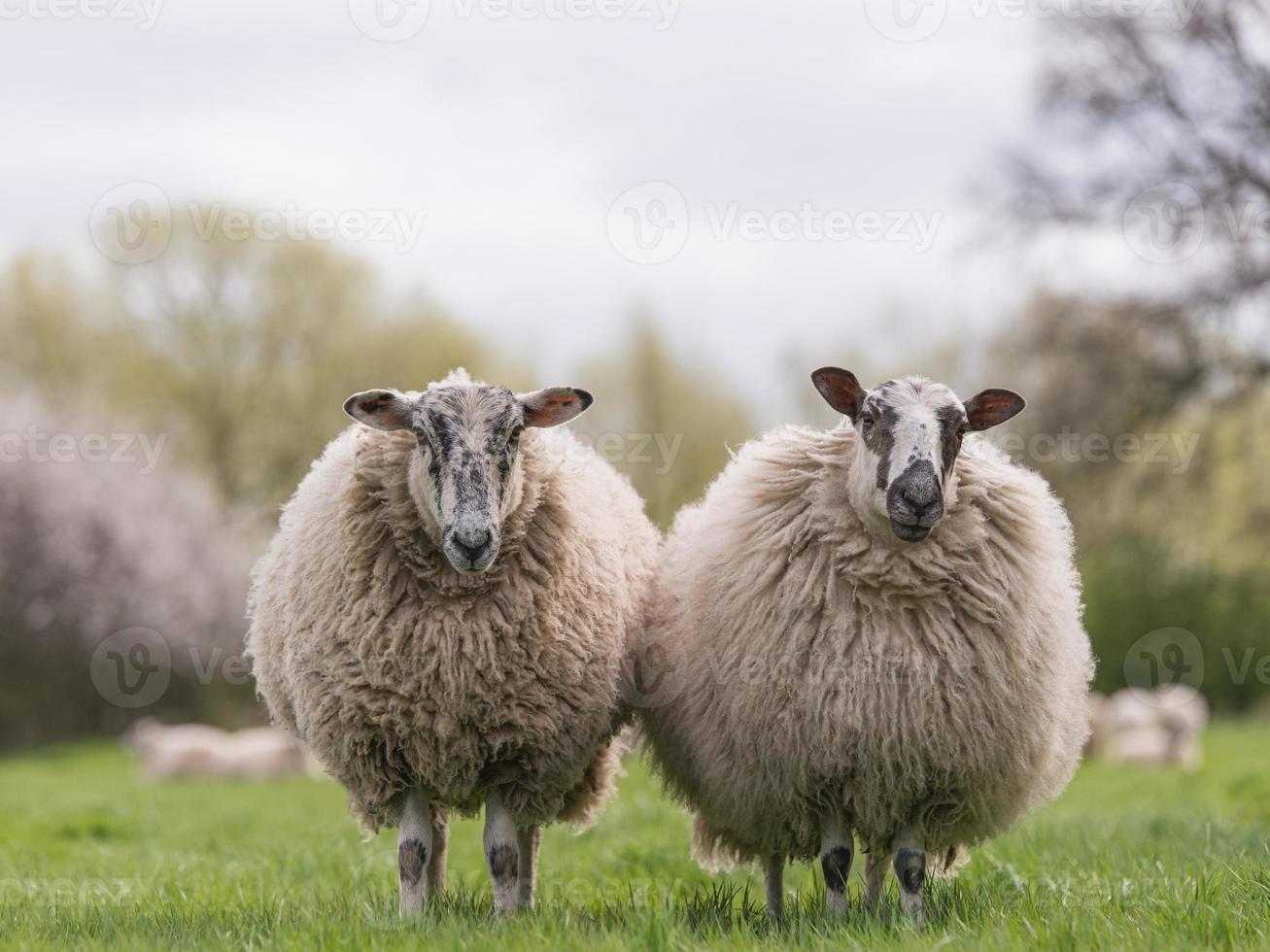 ovejas de pie en el prado foto