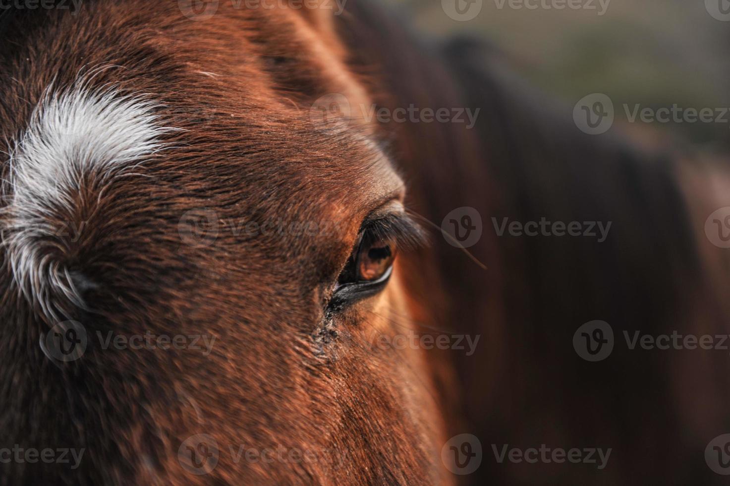 Retrato de una cabeza de caballo al aire libre en el campo foto