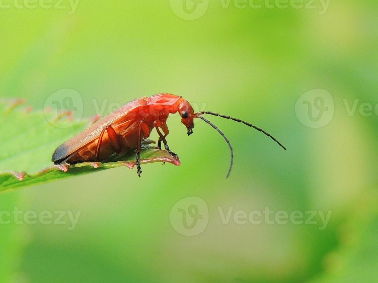 escarabajo foto