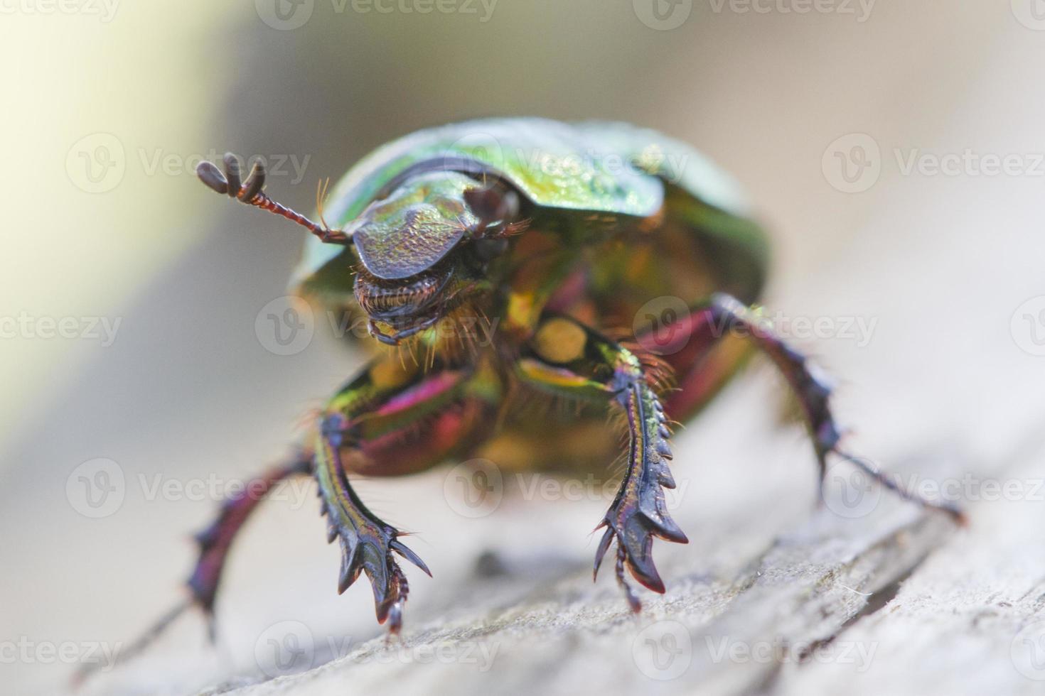 Escarabajo escarabajo aburrido (geotrupes auratus auratus), vista desde el frente foto