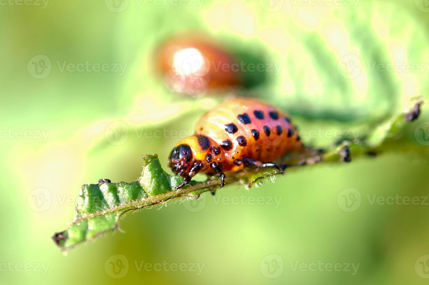 larvas de escarabajo foto