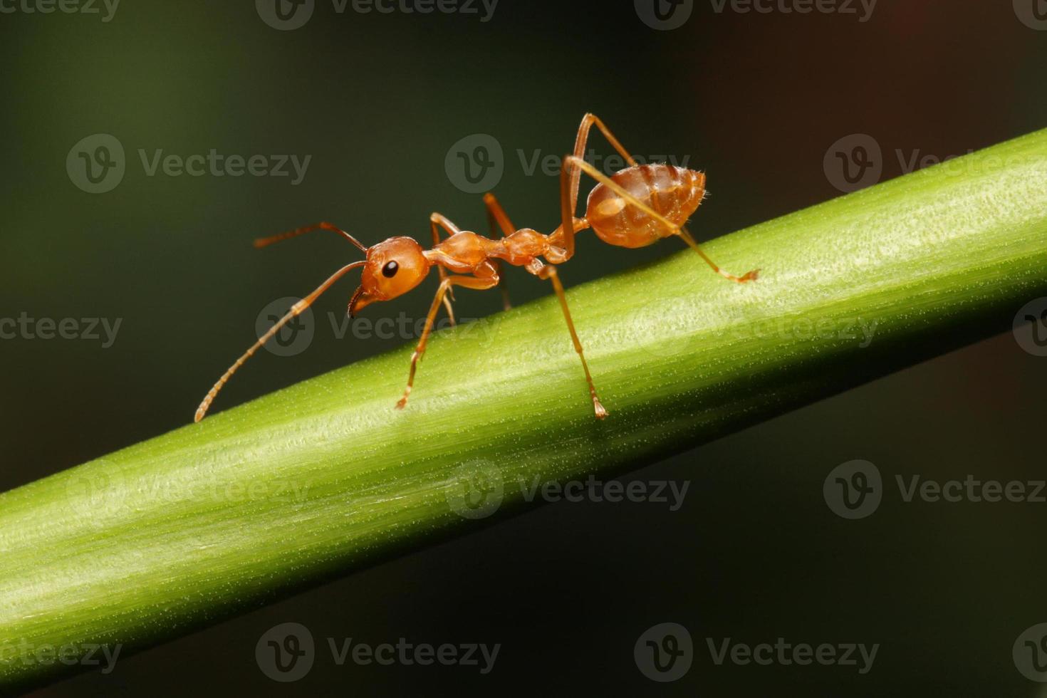hormiga caminando para buscar comida en una rama. foto