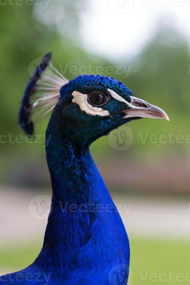 perfil de pavo real indio macho foto