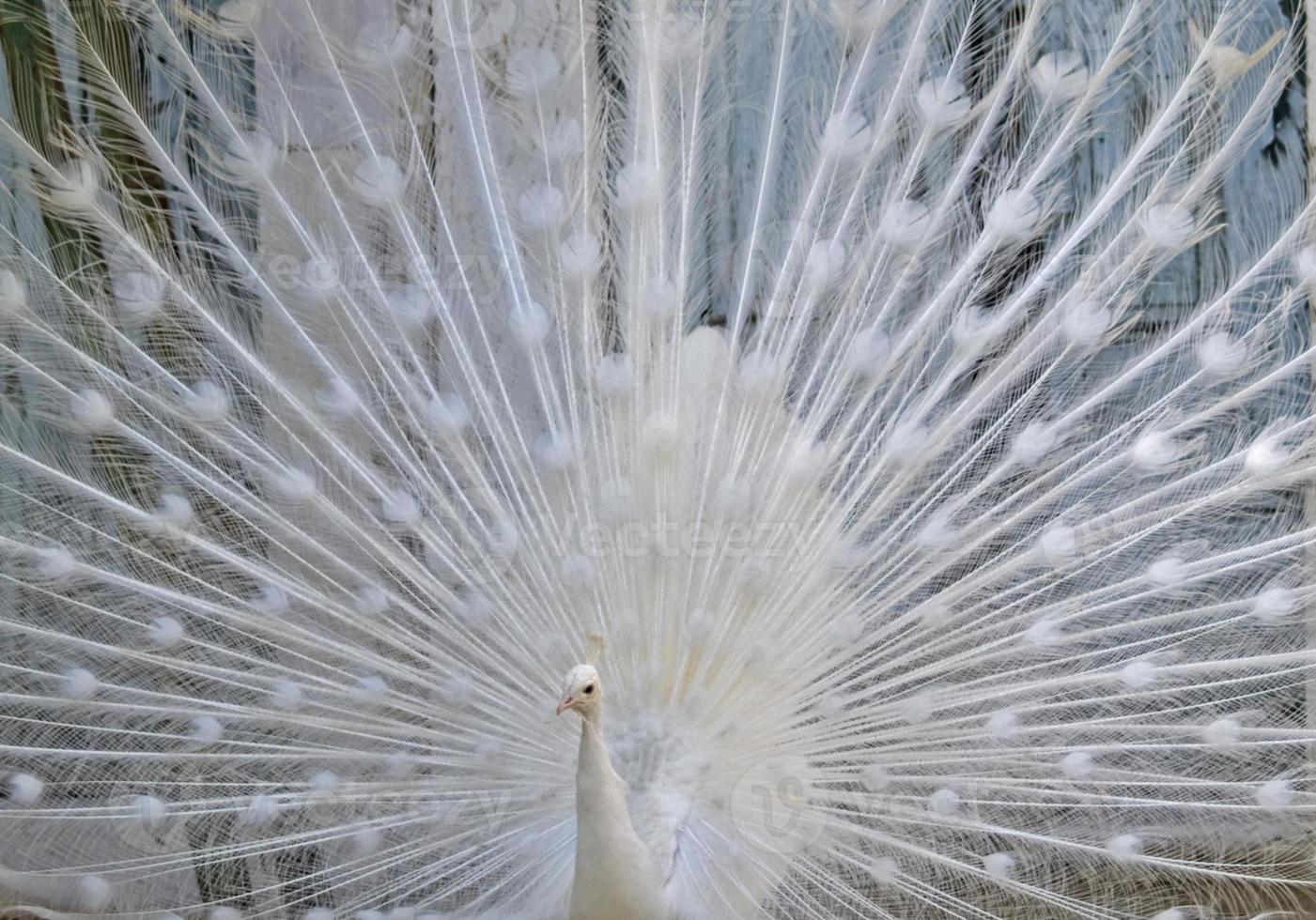 White peacock photo