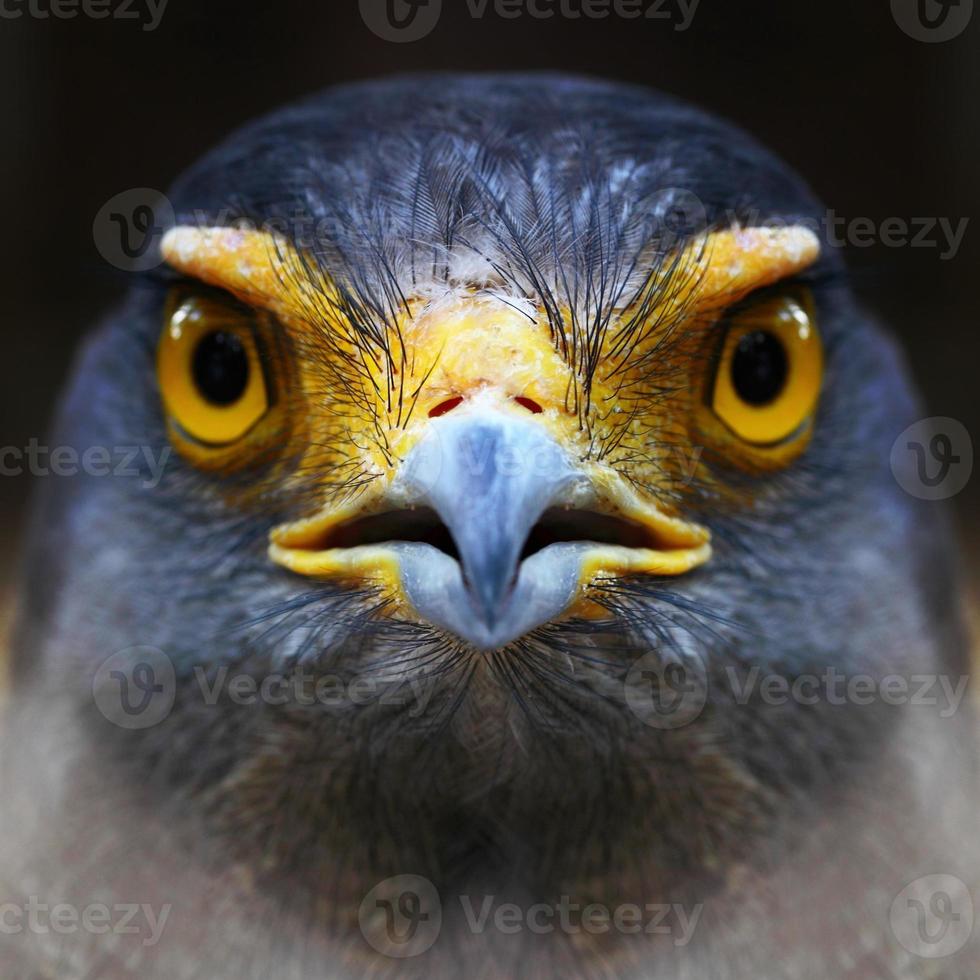 Hawks face. photo