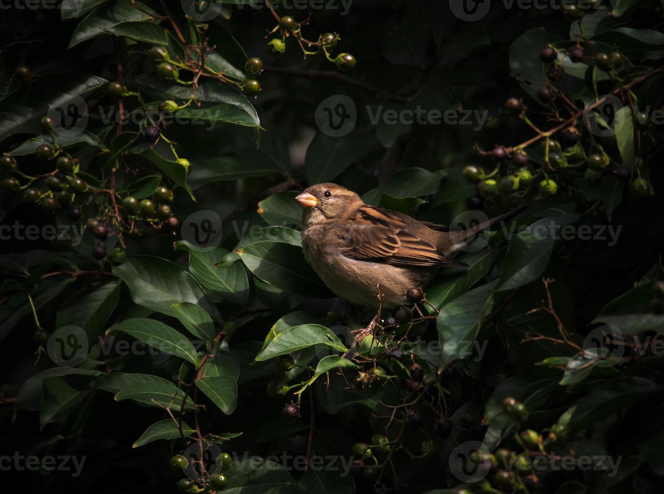 Sparrow in bushes photo