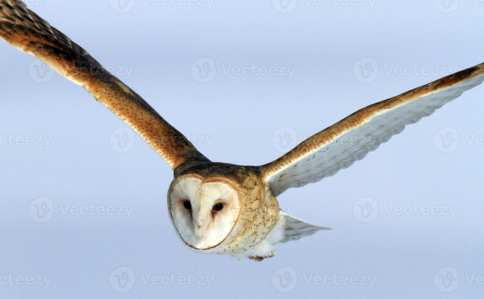 Barn Owl in-flight Farmington Bay Wildlife Area Utah photo