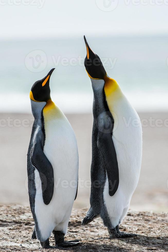 pingüinos en la antártida foto