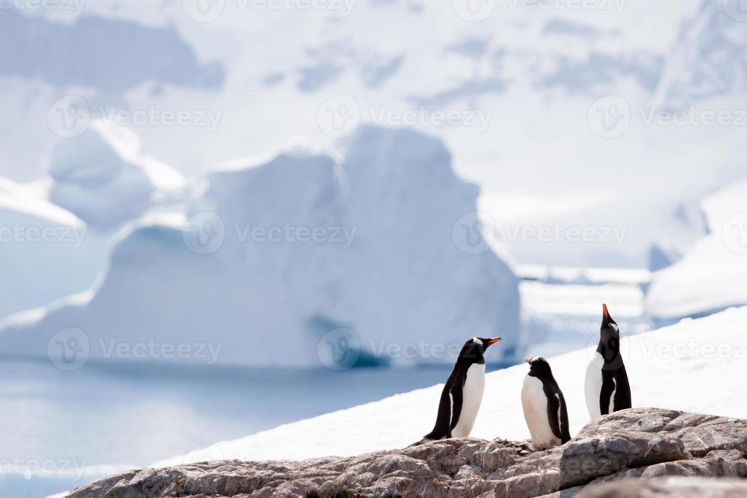 tres pingüinos foto