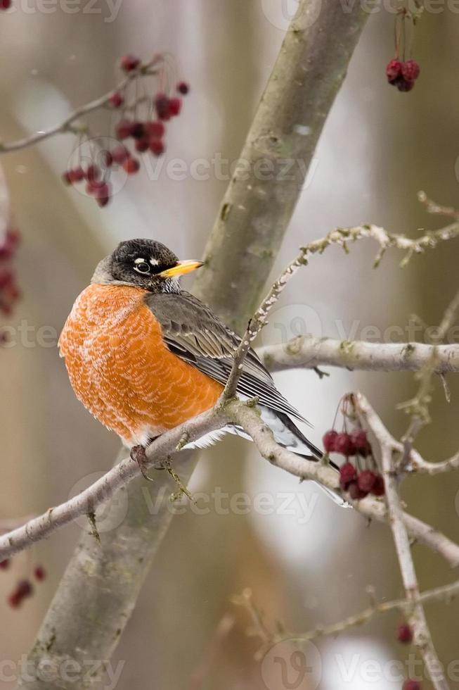 Robin de primavera foto